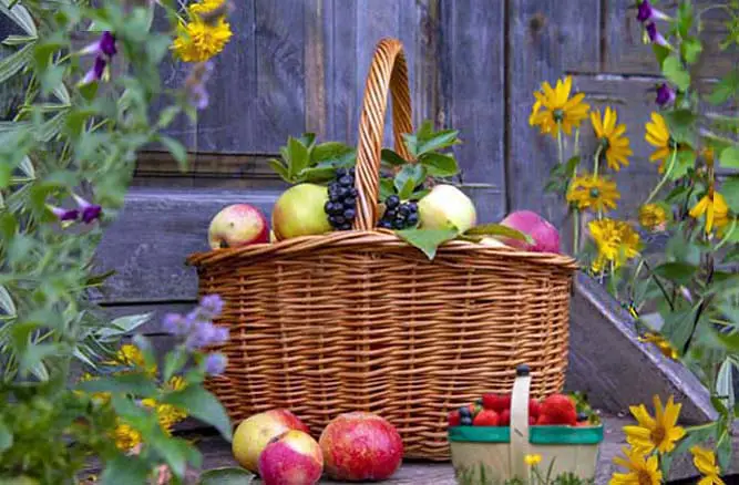 Large wicker basket of fresh fruit surrounded by apples, berries, wildflowers.