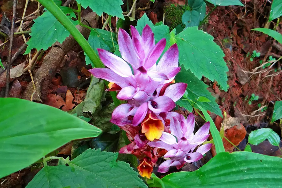 Gorgeous outdoor turmeric flowers display the health benefits of turmeric & curcumin benefits.