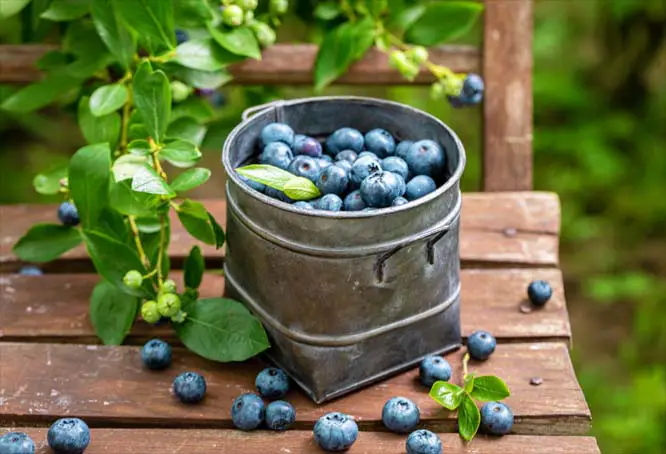 A tin of plump ripe blueberries on a rustic wooden bench.