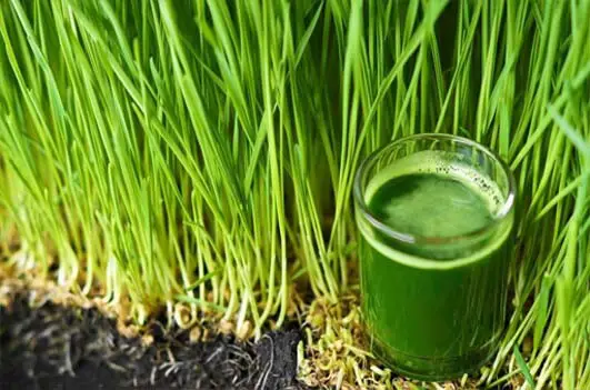 A shot of rich green barley grass juice propped against its abundant leaves. 