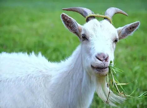 Adorable white goat chomping on grass.