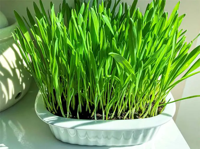 Pot of tall barley grass leaves by a window. 