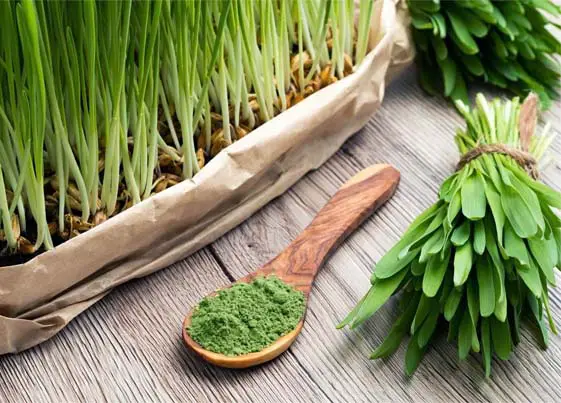 Barley grass bundles and powder on wood. 