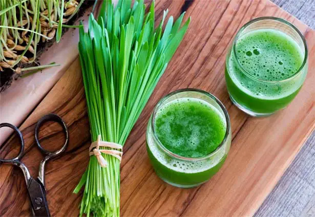 Top view of barley grass juices by a leaf bundle and scissors on a wooden board.  