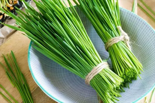 Two large bundles of fresh barley grass in a pretty bowl.  