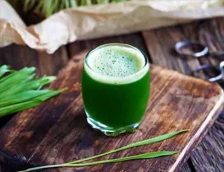 Glass of barley grass juice on a rustic board. 