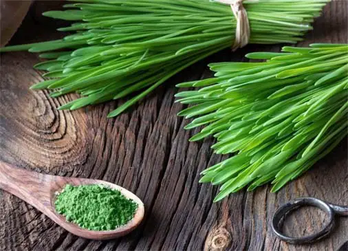 Barley grass bundles by a spoonful of green powder. 