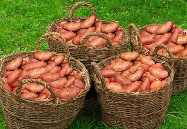 Giant baskets of sweet potatoes on the grass. 