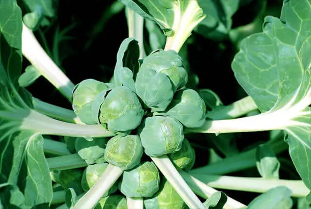 Gorgeous closeup of raw Brussels sprouts plant. 