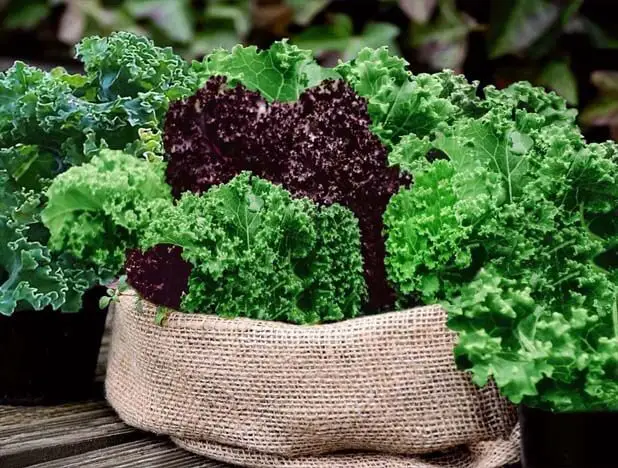 Giant bunches of garden fresh kale in a woven bag. 