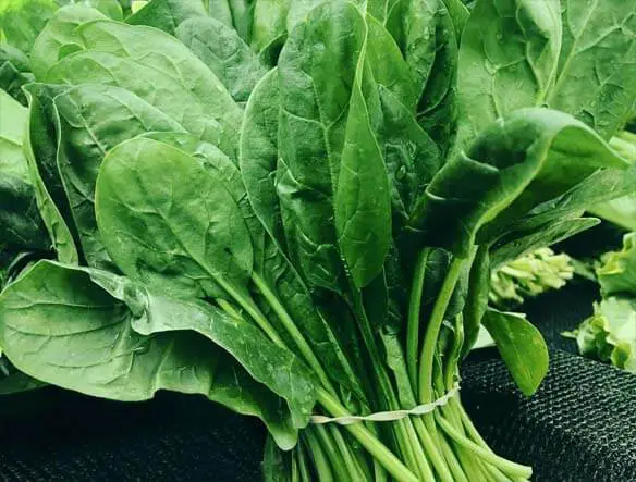 Giant bunch of fresh spinach. 