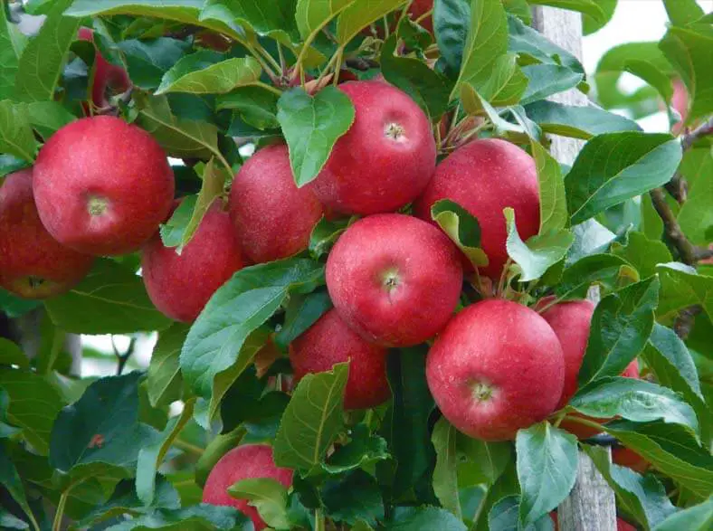 Bunches of deep red apples on the tree. 