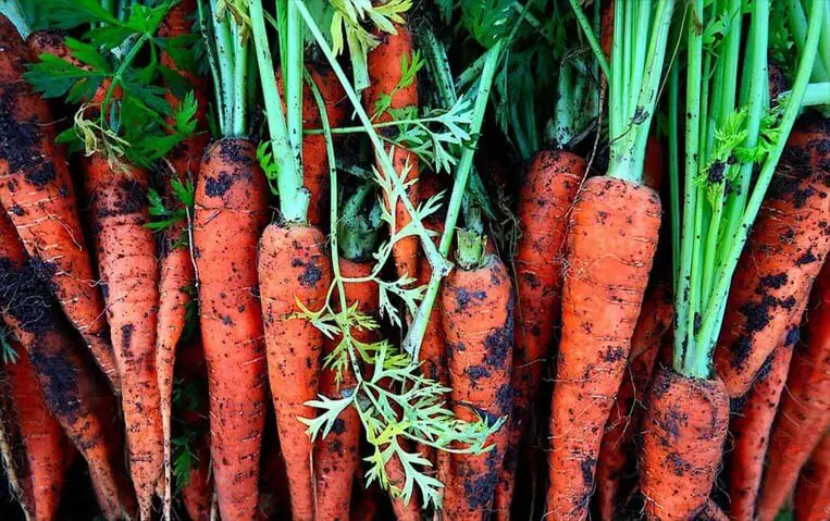 Huge bunch of bright garden carrots. 