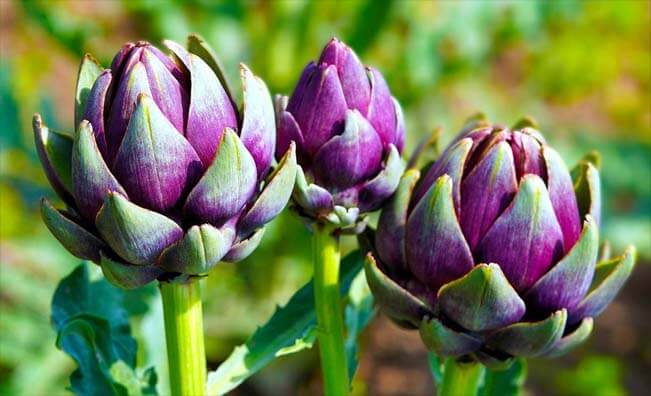 Perky outdoor green and purple artichokes. 