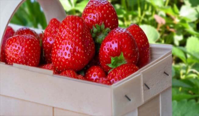 Closeup of ripe strawberries in a basket. 