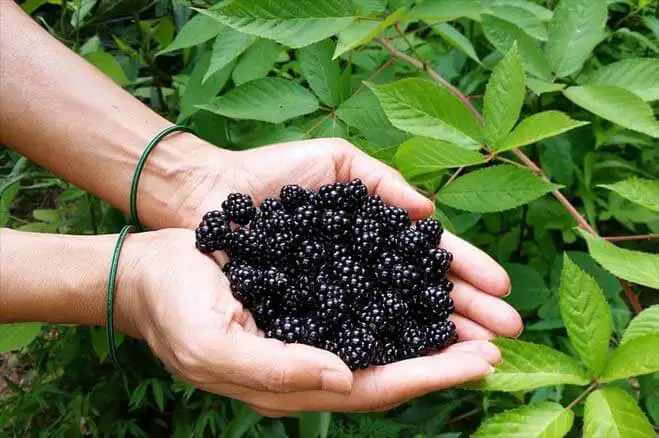 Girl displays a ton of blackberries in her cupped palms. 