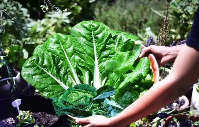 Girl displays a huge bowl of fresh green collards. 