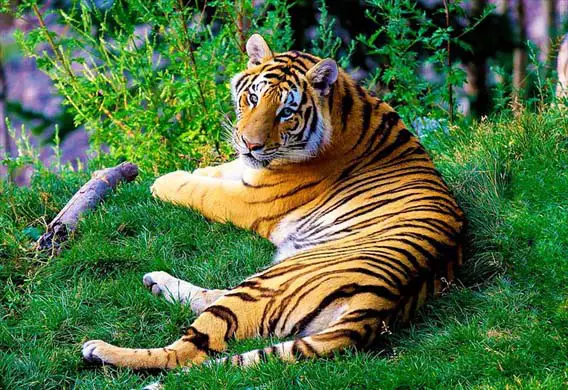 A large tiger lounging on the grass. 