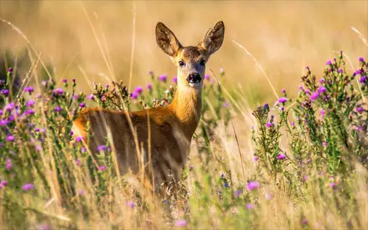 An attentive deer in a field. 