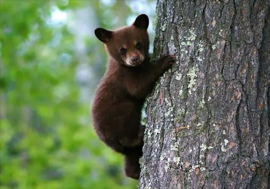 A bear cub climbing a tree. 