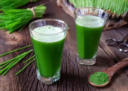 Tall glasses of wheatgrass juice by bundles and trays. 