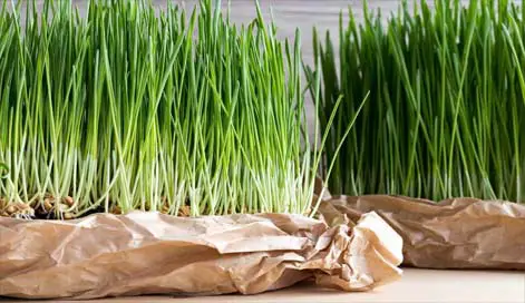 Tall wheatgrass leaves in trays. 