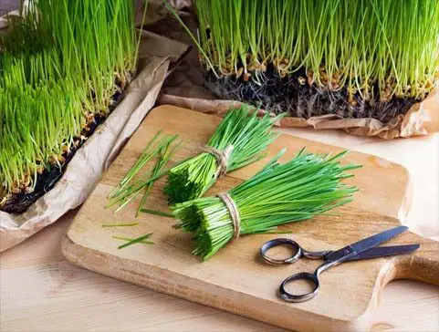 Wheatgrass trays, bundles, and scissors on wood. 