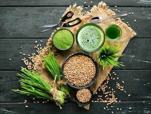 Wheatgrass ensemble of seeds, shots, and bundles. 