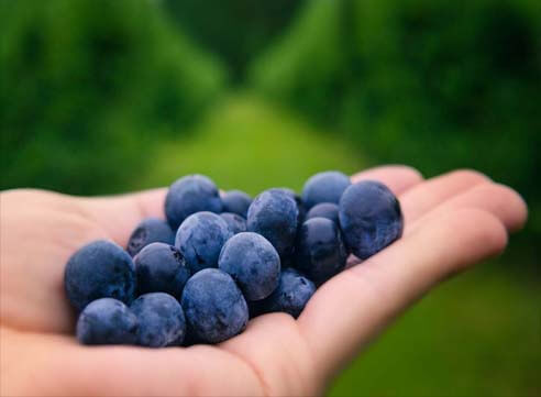 A cupped hand displays a stack of blueberries against a long green field of blueberry bushes.