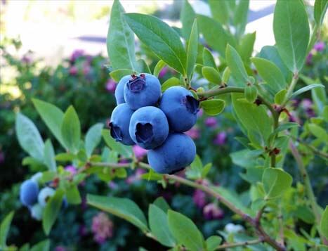 Closeup of a cluster of deeply rich blueberries hanging on a branch.