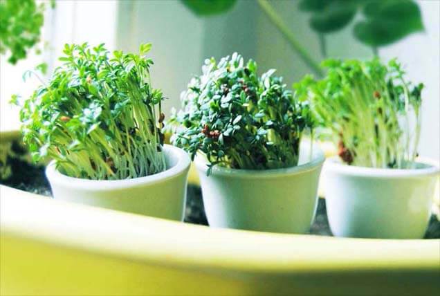 Three pots of sprouts and microgreens by a window. 