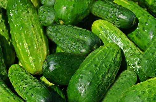 Close-up of fresh bunches of whole cucumbers. 