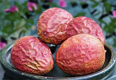 Bowl of colorful passionfruit against a backdrop of flowers. 