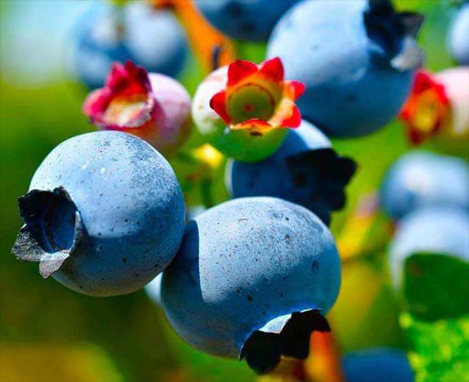 Close-up of huge ripe blueberries on a branch in the sun. 