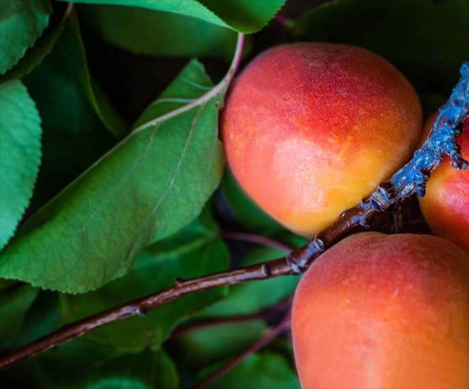 Close-up of three richly colored mangos on a tree branch. 