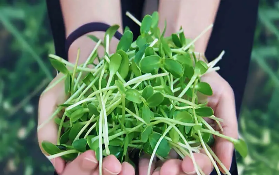 Close-up of a girl's cupped hands packed with vibrant green sprouts.