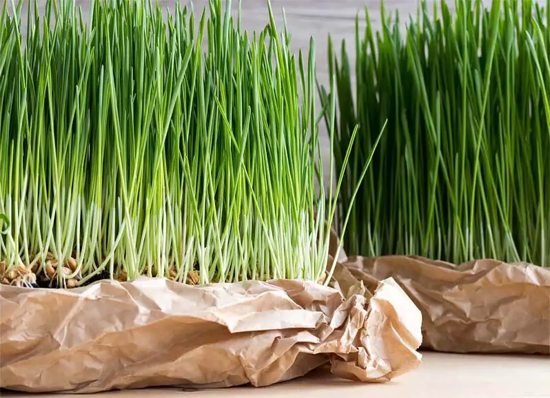 Tall organic wheatgrass leaves in paper-wrapped trays.