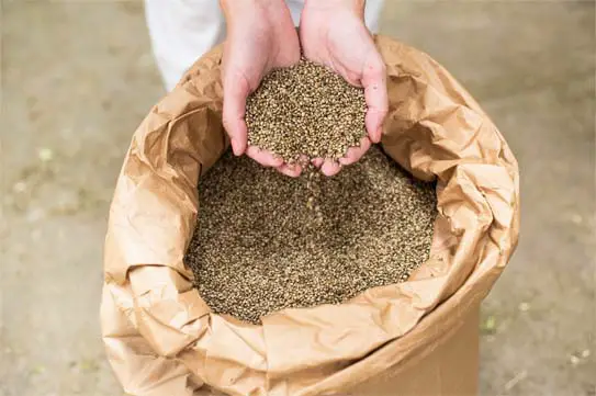 Hands cupping hemp seeds over a large open bag of hemp. 