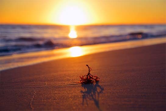 A gorgeous beach sunset backdrops a piece of agar on the sand.