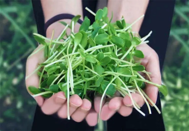 Close on a woman's cupped hands holding succulent sprouts. 