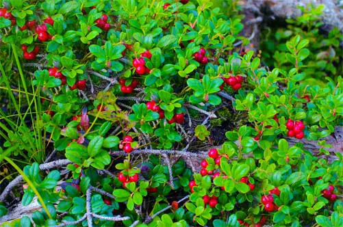 Wild lingonberry bush sporting rich plump berries. 