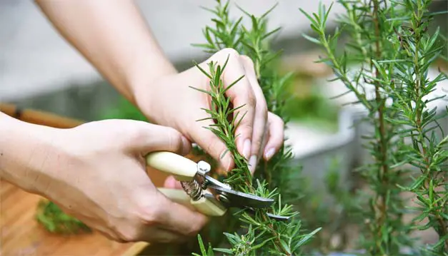 A woman's hands trimming branches off a rosemary plant. 