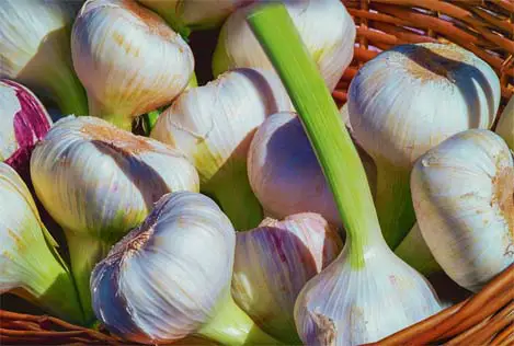 Close-up of rich colorful garlic bulbs in a wicker basket.