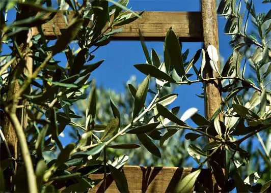 Olive tree leaves against a fencepost in bright sunlight. 