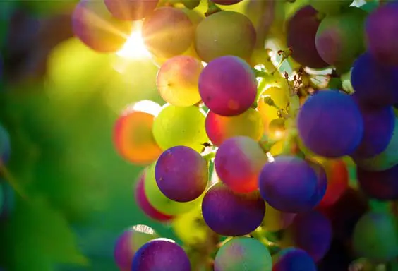 Sunlight catching a bunch of rich red grapes.  