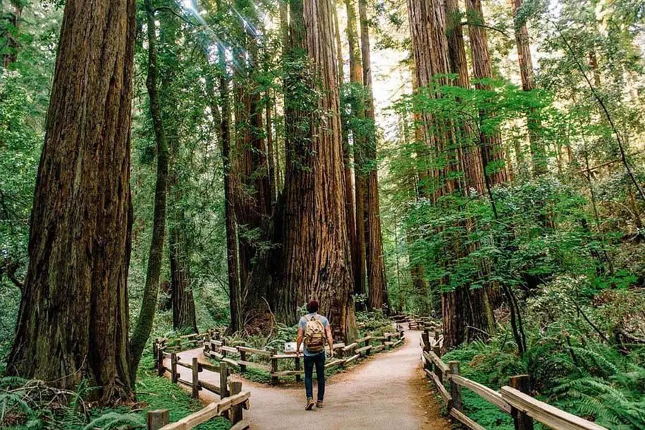 A man wearing a backpack hikes a trail through an old growth forest.  