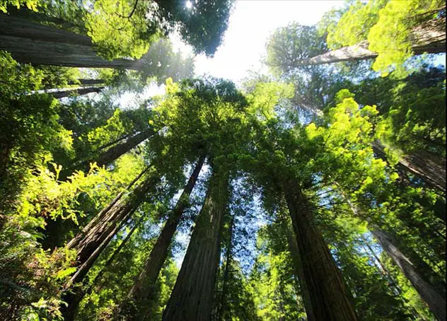 Gorgeous sweeping upward view through massively tall trees reaching toward the sky. 