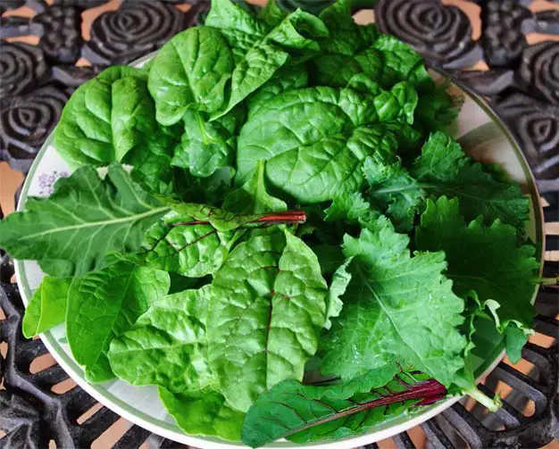 Top view of rich mixed greens on a plate including spinach, chard, Bok choy, and romaine. 