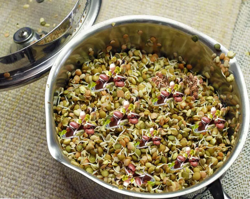 Top view of a stainless steel pot packed with sprouted legumes.  