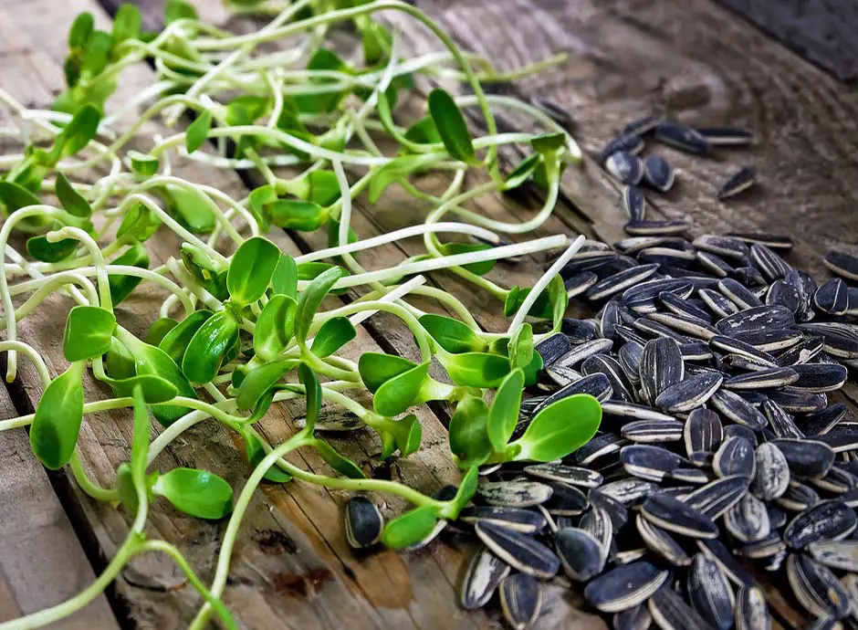 Raw organic sunflower sprouts and seeds on a rustic board. 